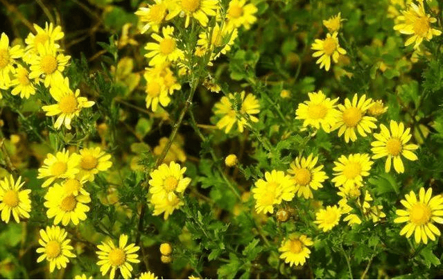 3,野菊花:清热解毒