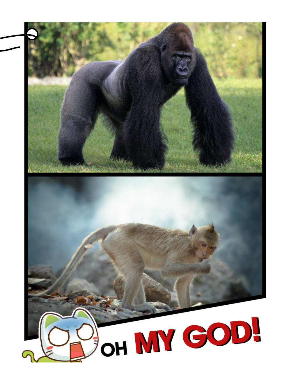 成语什么猿猴_猿猴长什么样子照片