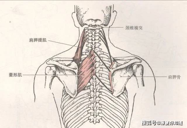 神经支配:肩胛背神经(c4~c6) 部位:位于脊柱沟内,半棘肌的深面,形状