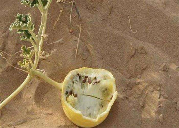 在沙漠中看到西瓜，再“口渴”也不要“贪吃”，这究竟为什么呢