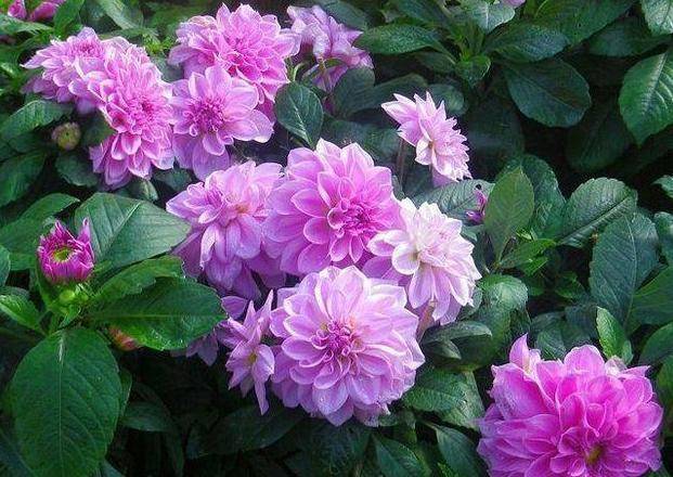 什么时候种植大丽花 34104c91c4be4d68918510c1c3dab0a6.jpeg