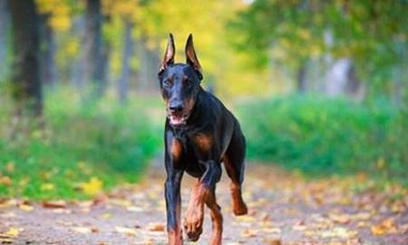 狗耳朵的特点和作用 5e7b63892436404dadbe7f66629094b5.jpeg