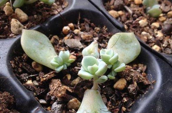 多肉叶插苗怎样长得快 91a4e147ed29472895001f625ef2a87a.jpeg