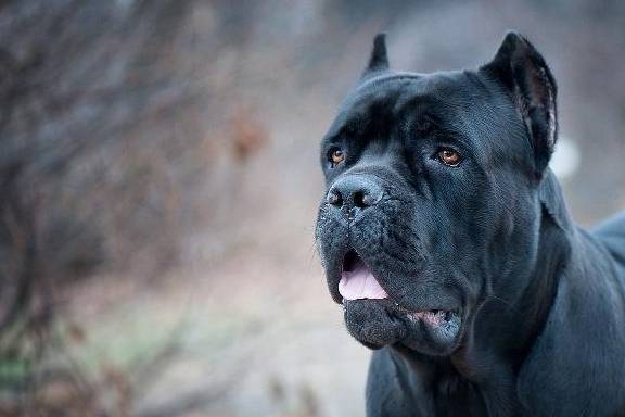 卡斯罗犬,是一种性格非常凶猛的狗狗,它是世界十大护卫犬之一,对主人