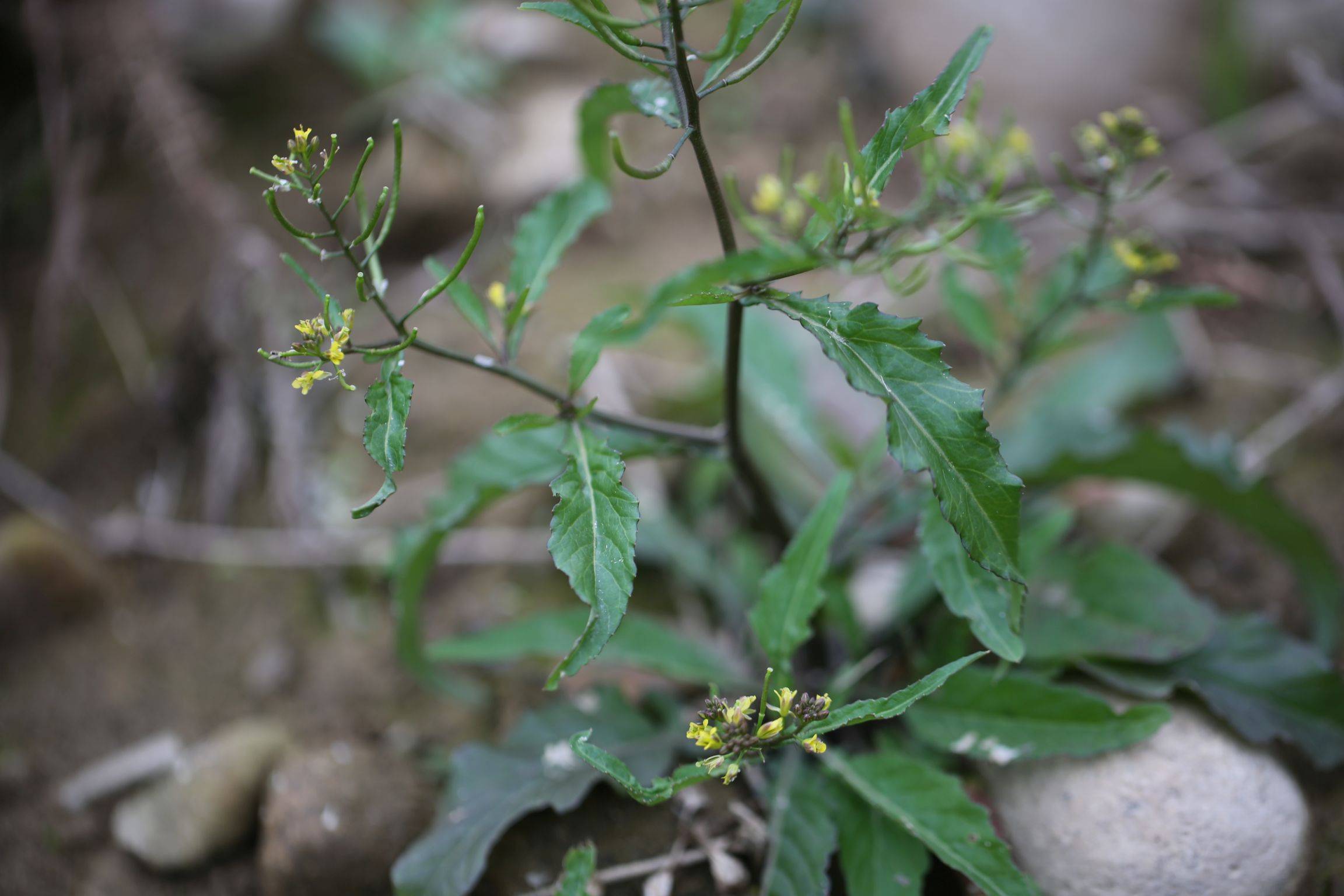 庆元植物1359-十字花科-蔊菜属-蔊菜