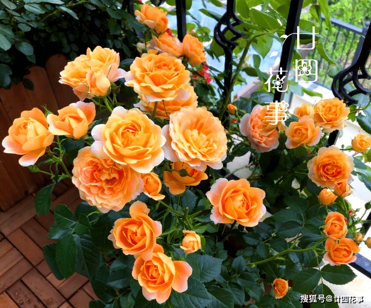 1b3873b3a8d34902bbaaa26df64b8961.png