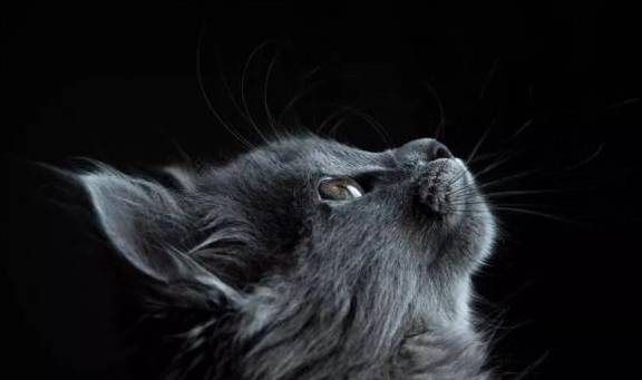 原创"为什么我觉得猫是很恐怖的动物?