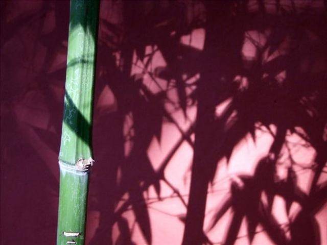 2020年十二生肖运势_生肖运势12月29日十二生肖运势解析