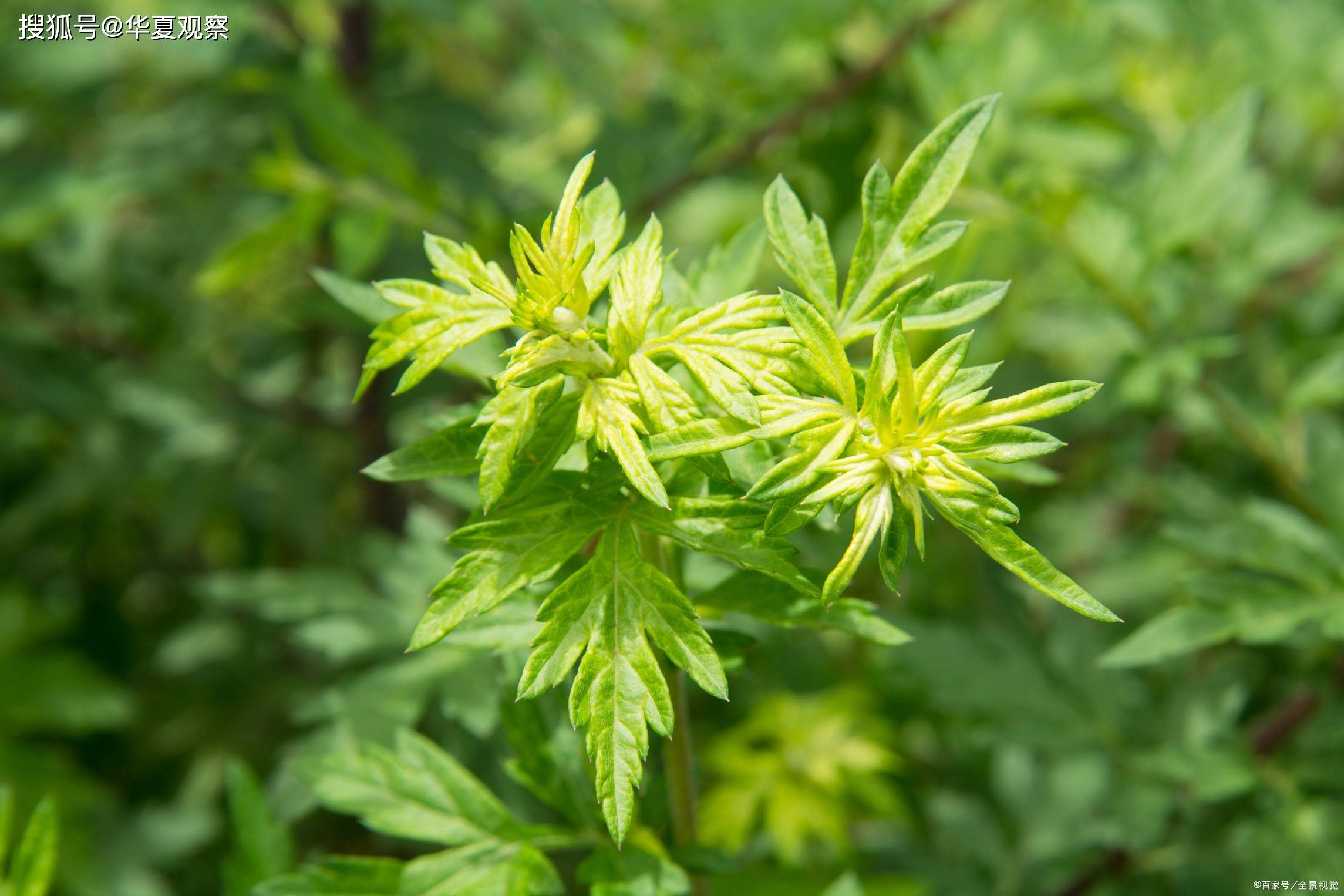 原创叶县常村镇栗林店村艾草种植和深加工带动村民脱贫