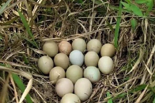 农村老李山上拾得野鸡蛋没想到孵出来国家重点保护动物