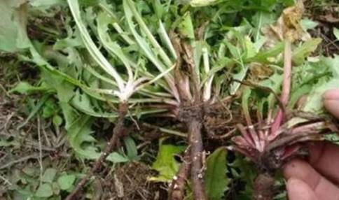 农村随处可见的"冬虫夏草",99%的人吃过!