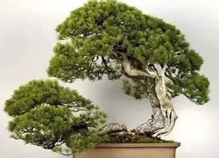 世界上最贵的3种盆栽,一盆可以换好几栋别墅!你见过就算土豪