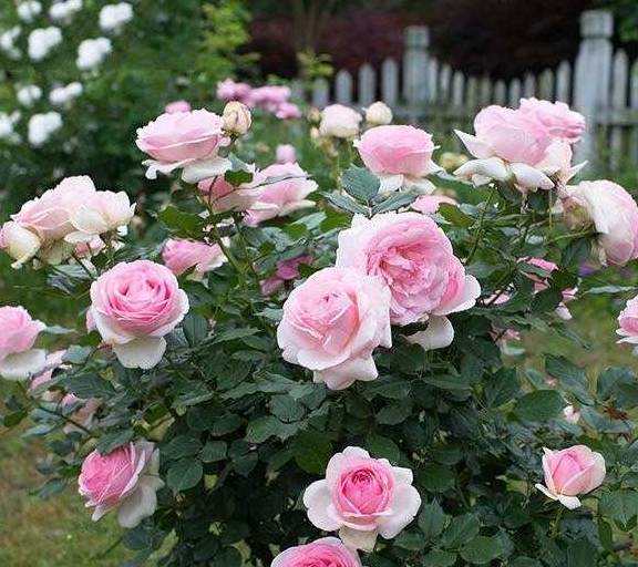 花卉排名_花卉线描