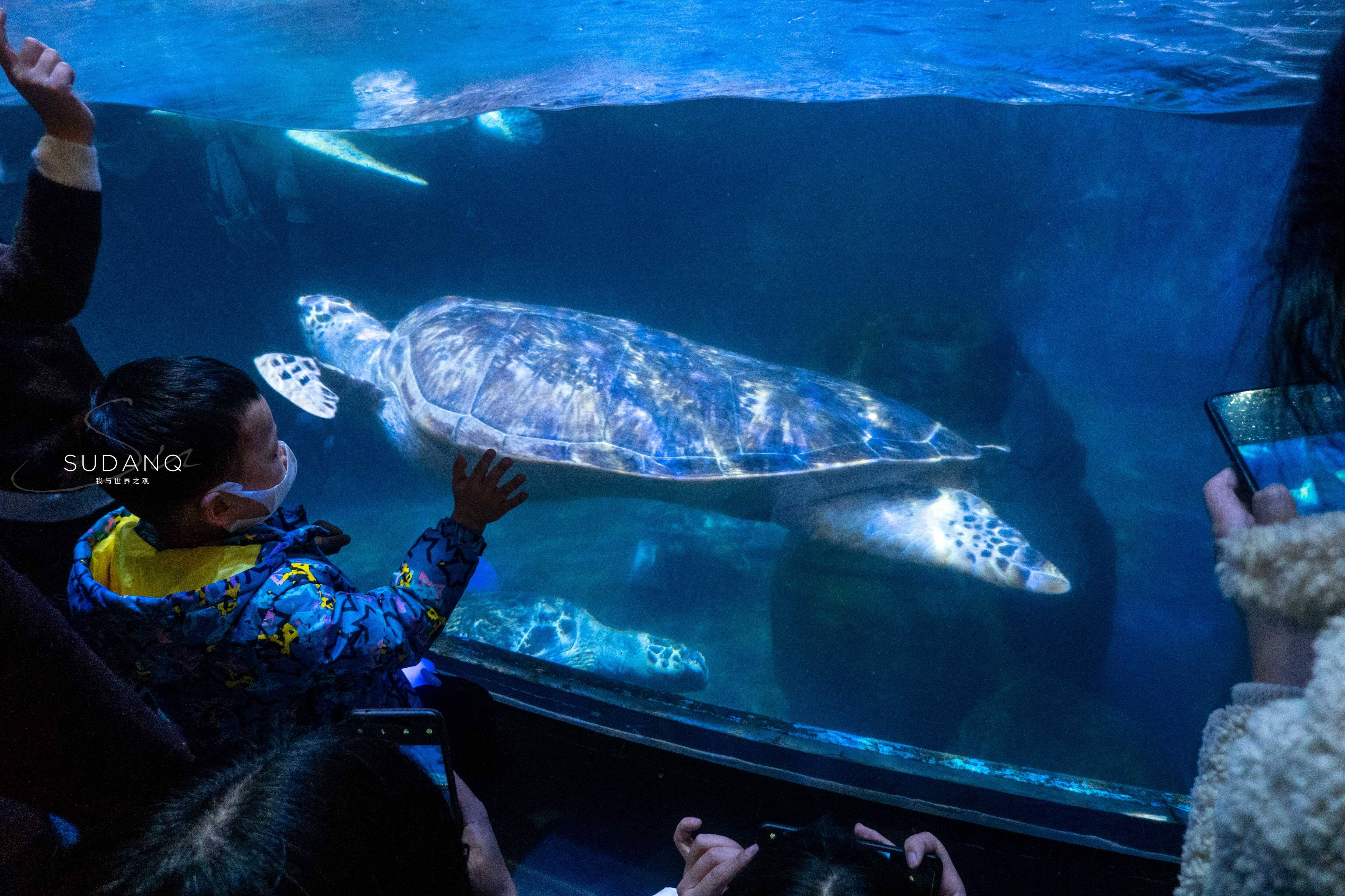 壁纸 动物 海底 海底世界 海洋馆 水族馆 鱼 鱼类 5000_3333