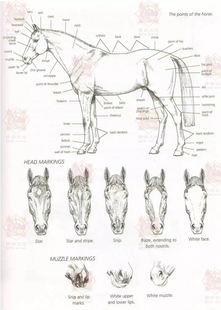 涨知识:马匹身体各部位名称都是什么 你知道吗?