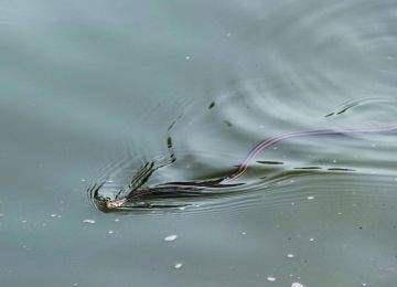 成语农什么蛇_成语故事图片(2)