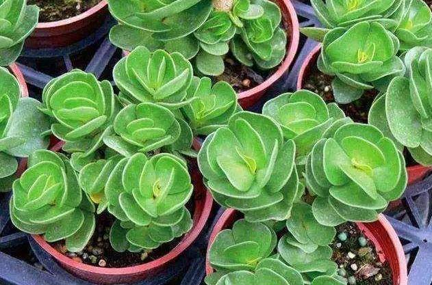 多肉植物怎样上色快 42bef32718c14e719713a934163f600d.jpeg