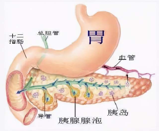 健康肠识知多少万病源自肠道不要忽视第二大脑