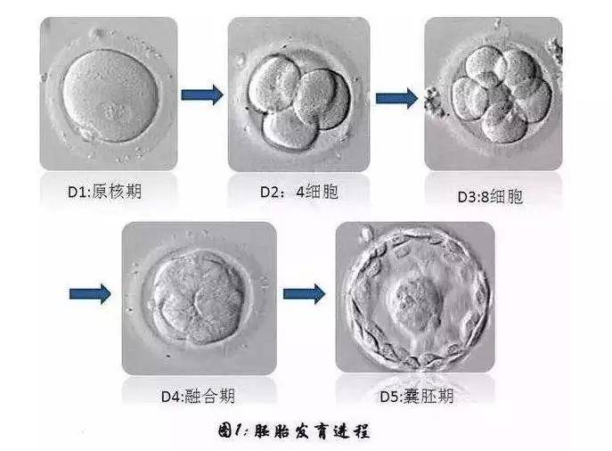囊胚是指培养五至七天的胚胎,细胞数量高达100个以上,囊胚移植技术