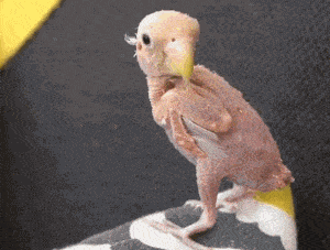 搞笑gif段子:孩子,你怎么了?这是生气了吗?