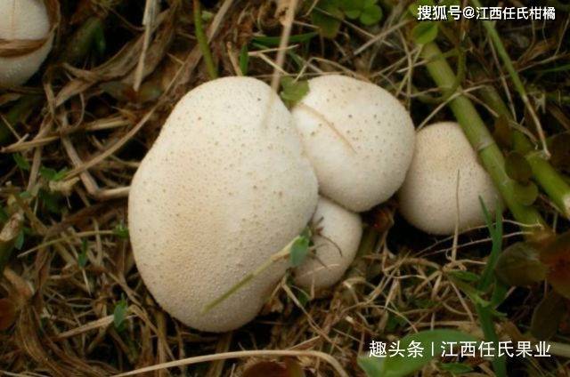 没想到它还是天然止血药清热利咽止血咽喉炎