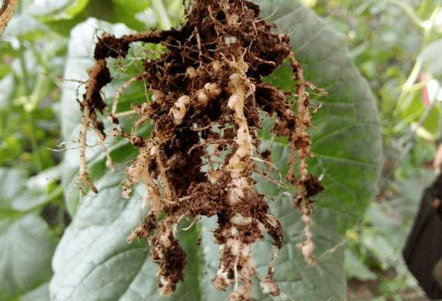 大棚黄瓜根结线虫病主要危害植株根部,形成大小不一的根结,破坏根部