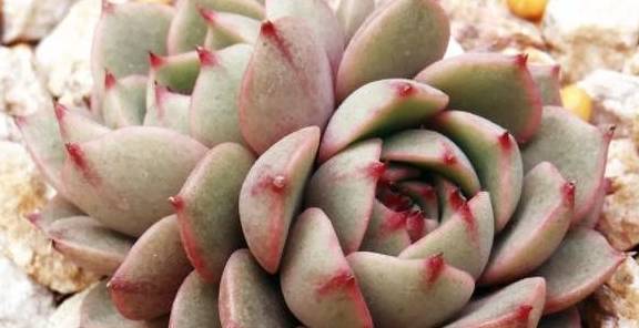 多肉叶插苗怎么插 5b090bbb53ad4012b2d7610ce257e336.jpeg