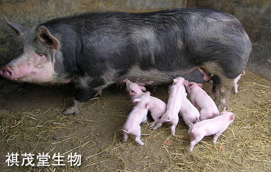 怎样挑选小猪好养 5ba41a8b73794523a77c8e6753514d7e.jpeg