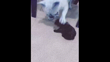 原创搞笑gif段子:(10)喝醉了容易下锅