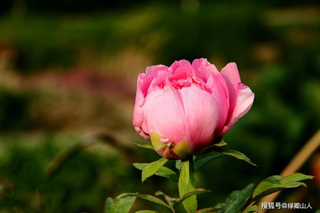 牡丹花壁纸1080,牡丹花壁纸手机壁纸 看遍花无胜此花,剪云披雪蘸丹砂——牡丹花