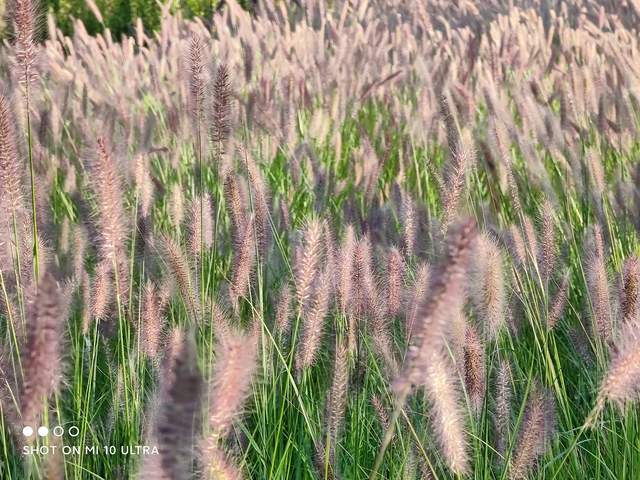 小米是什么时候培育 14998f88eec549cdaa81ba71cfc775bb.jpeg