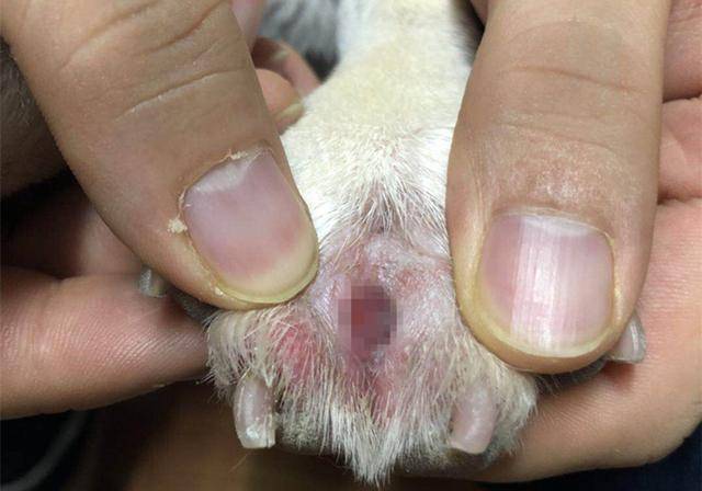 狗狗趾甲发炎排除细菌和真菌感染,或许是免疫系统问题