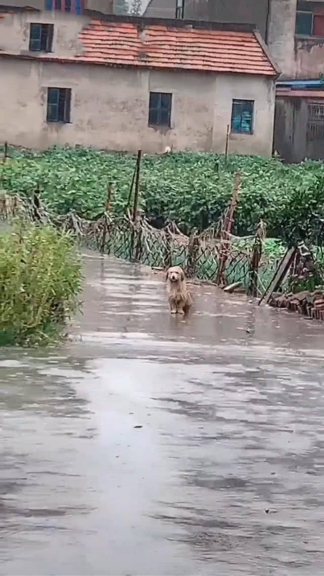 外面下着大雨,公狗淋雨坐在门口看向母狗,网友:一段虐心偶像剧