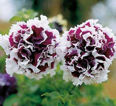 南方适合种什么花一年四季 f2ca47b25f3f4e0d833f256835cc5de0.jpeg