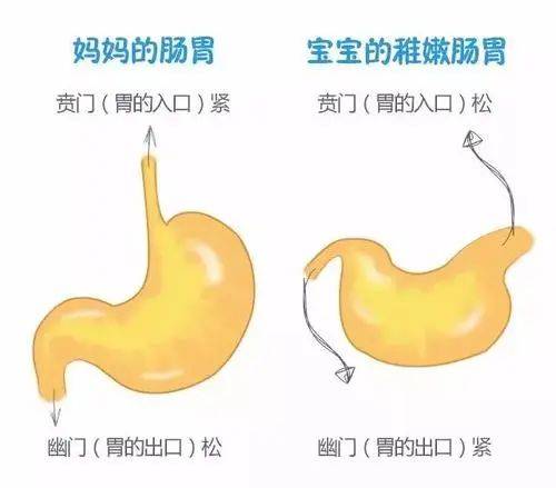 小宝宝肠胃功能尚未发育成熟,其胃的位置呈水平位,且胃容量很小,加之