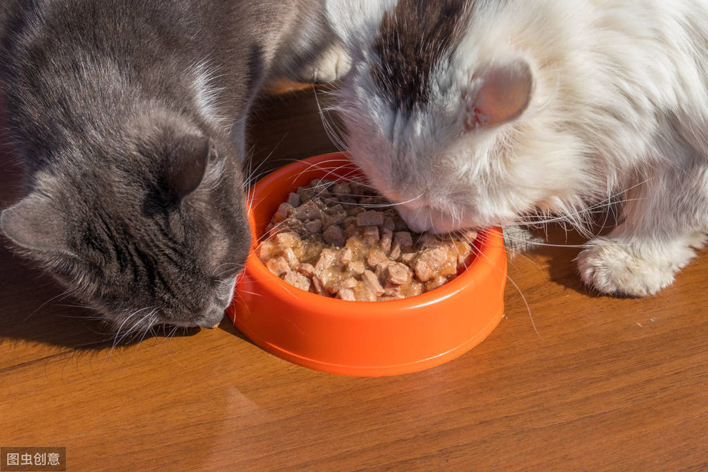 原创辟谣:干猫粮不适合当主食,生食对猫的健康比较好