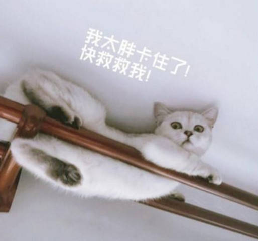 自家貓咪失蹤半天，找遍全家都沒找著，抬頭一看頓時哭笑不得！ 萌趣萌寵 第2张