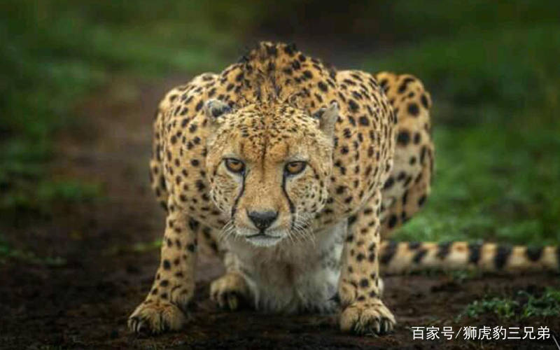 猎豹排名_猎豹简笔画