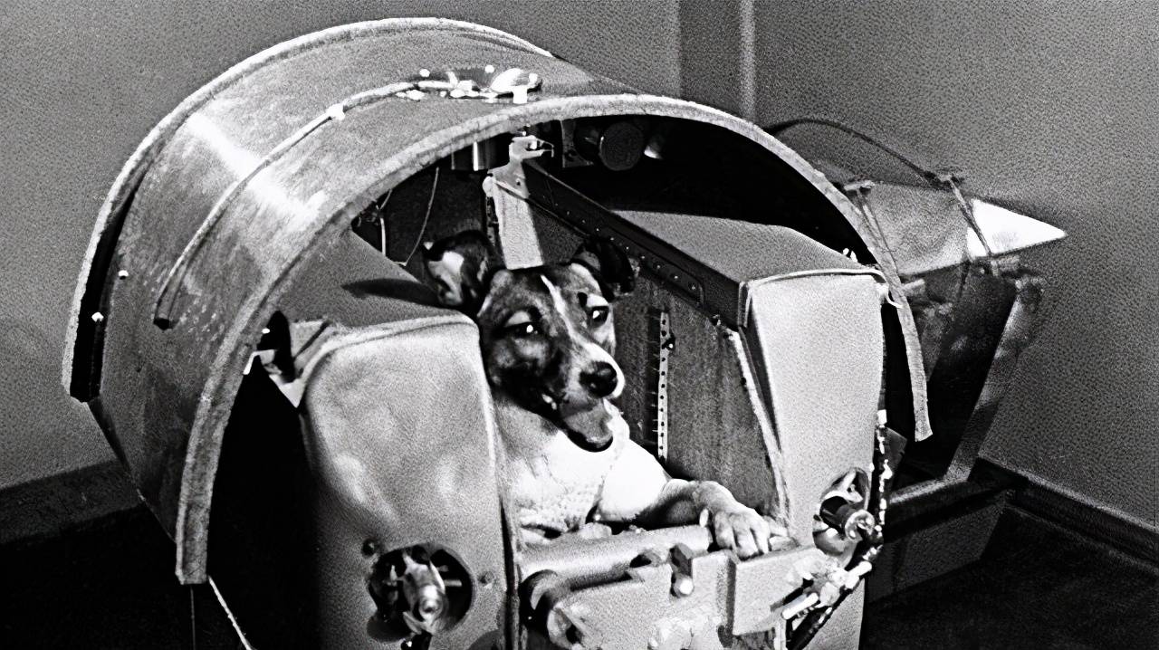 原创太空犬莱卡在太空漂浮至今的流浪狗莫斯科为它设立纪念碑