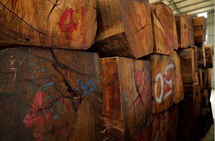 缅甸花梨木成才缓慢，200年小材，500年中材，千年大材！搜狐大视野搜狐新闻