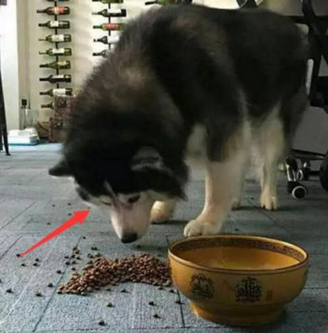 阿拉斯加挑食發脾氣 被主人罵了一頓之後 畫風突變 一看就是個慫包 萌趣萌寵 第3张
