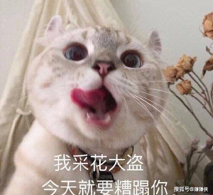 表情包:怼人你也不赖