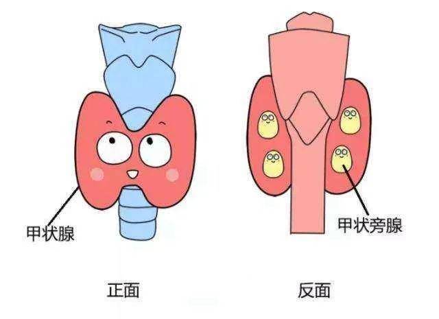 手术损伤甲状旁腺,会有哪些表现?