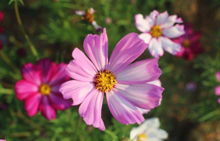 自由的代表花 cd63ddb164124f8cb2393a0f7c9af244.jpeg