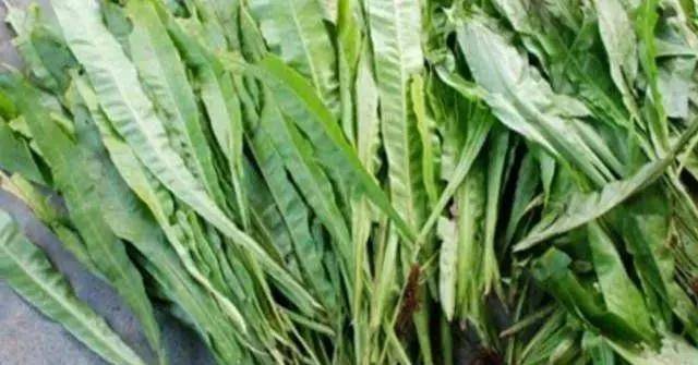 三叉苦 1fec26e5231040a4a74fb05263069548.jpeg