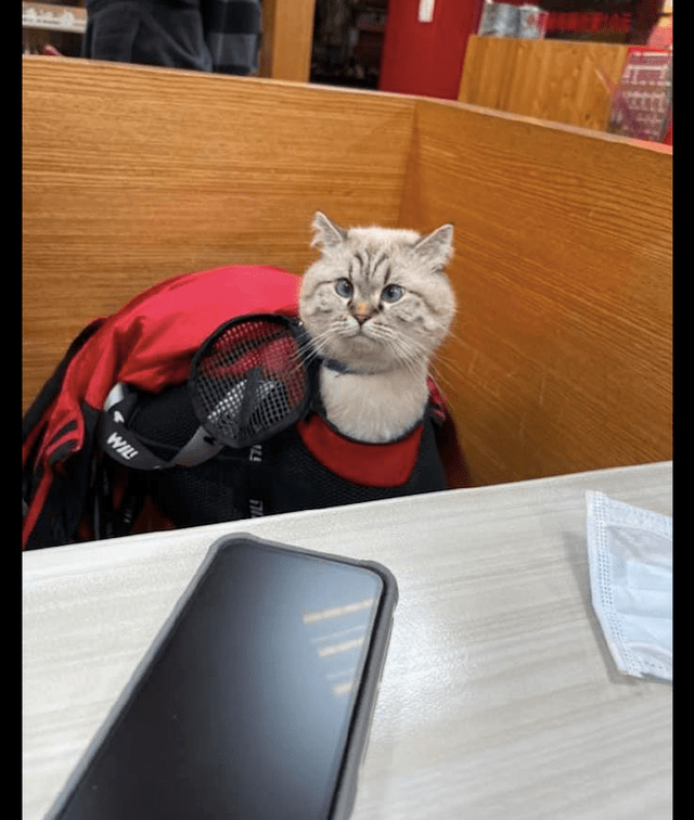网友带猫咪去餐厅,它伸长了脖子四处张望,好像是一只羊驼啊!