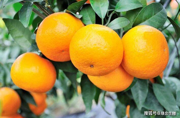 营养元素在柑橘叶片和果实中不同季节的变化