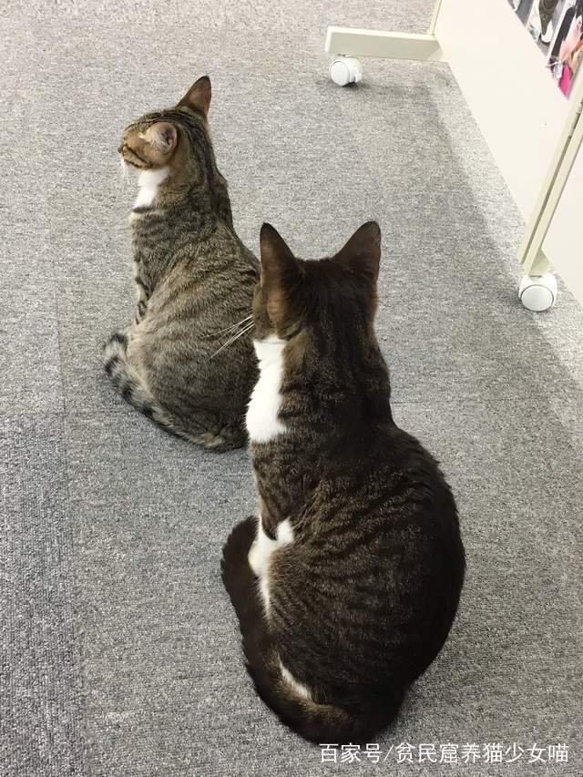 同步猫,猫咪动作相似率高达99%,在一起久了连姿势都变一样了