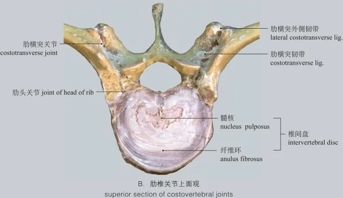 翼状韧带和齿突尖韧带(枕骨大孔后部,寰椎后弓和枢椎椎弓板去除 alar