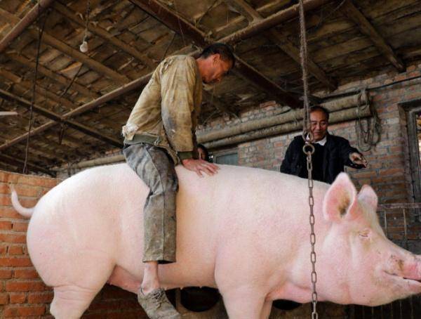俗语"有千斤的猪,没千斤的牛"啥意思?牛和猪最大能长多少斤?